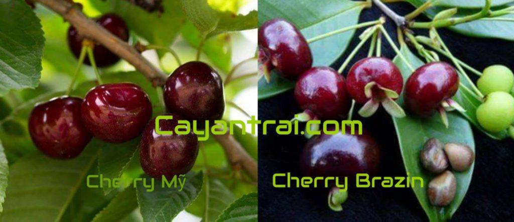 Cây Cherry Brazil