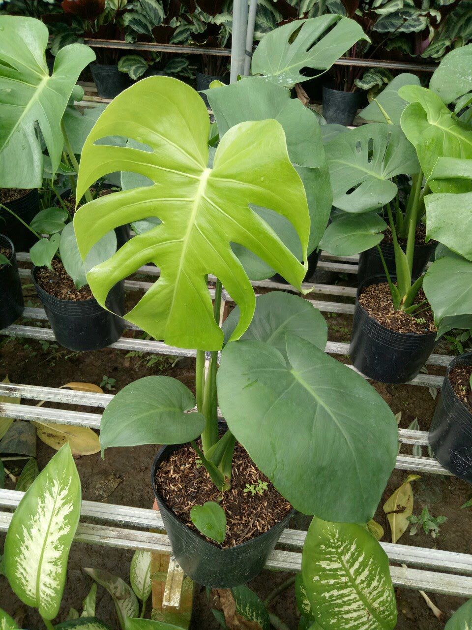 Trầu bà lá xẻ Monstera Deliciosa