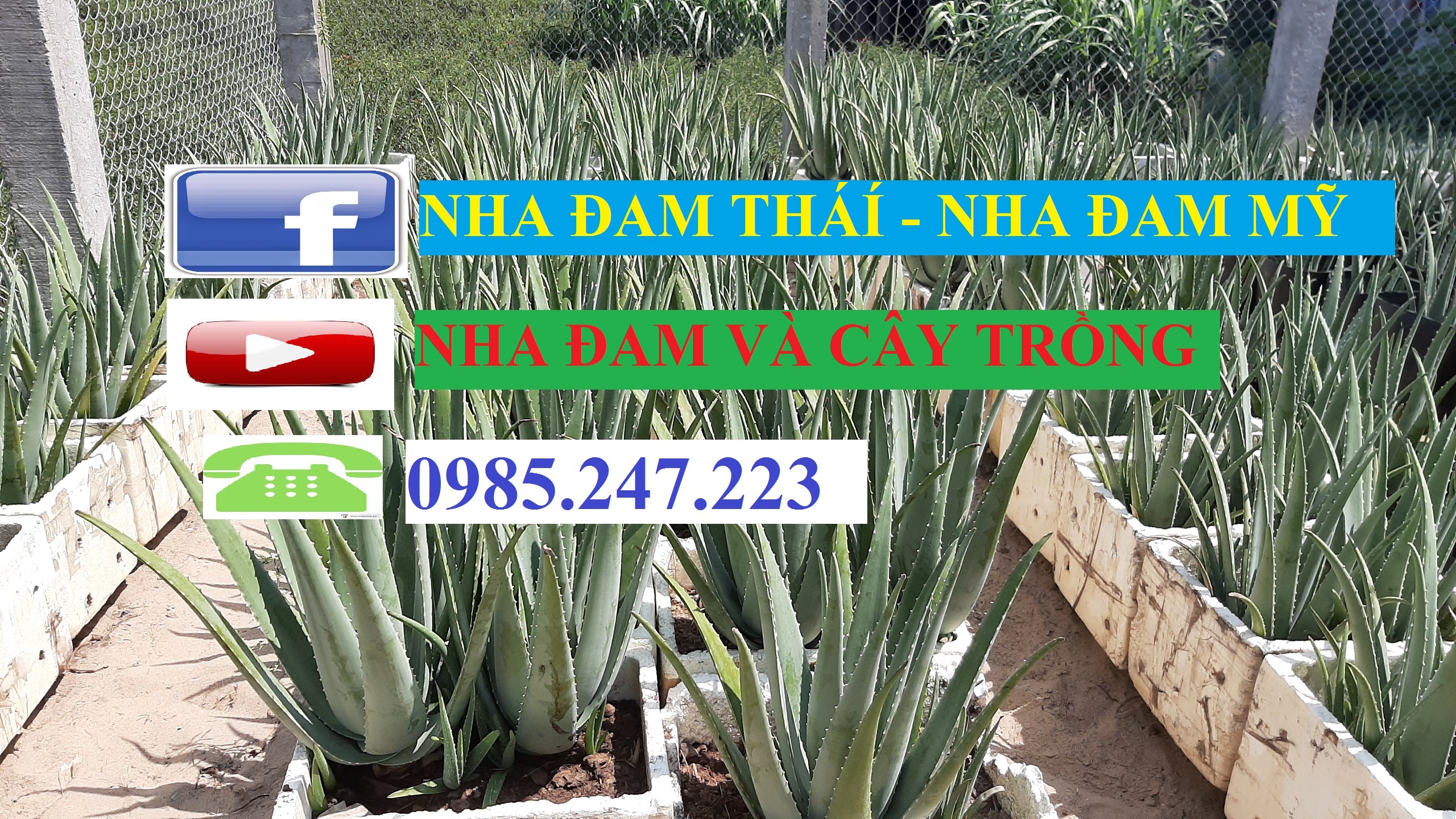 11 cây nha đam mỹ loại 20cm-30cm
