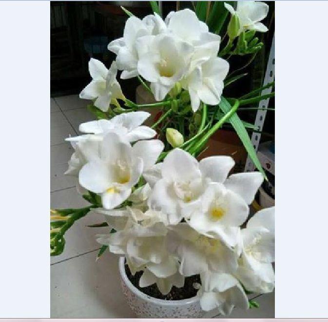 Củ giống hoa lan nam phi hoa màu trắng - 1 củ