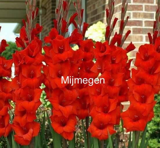 combo 10 củ giống hoa lay ơn đỏ