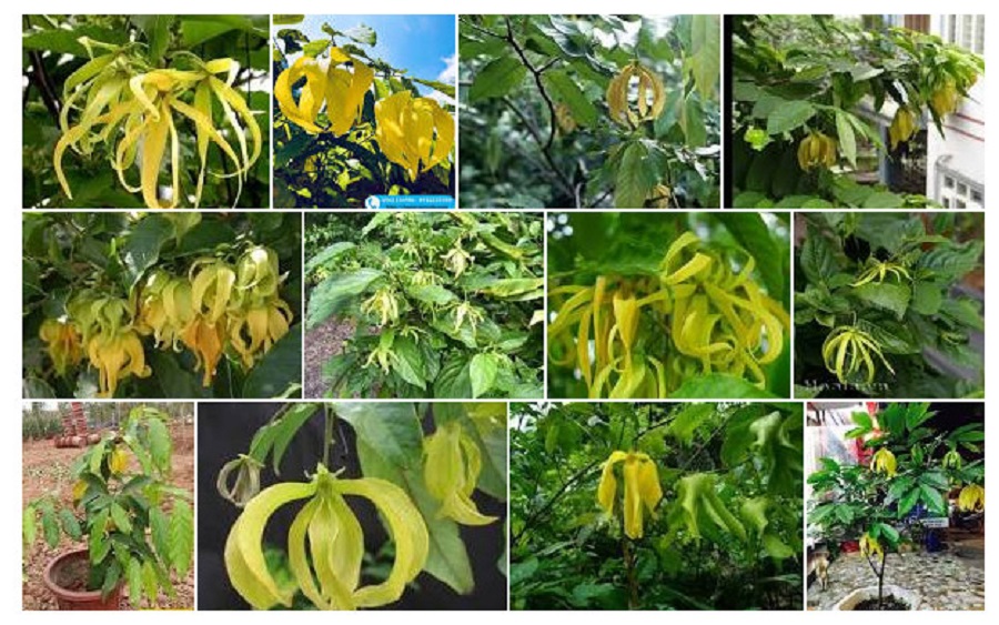 Cây hoa dẻ, cây hoa dẻ giống hoa thơm ngát