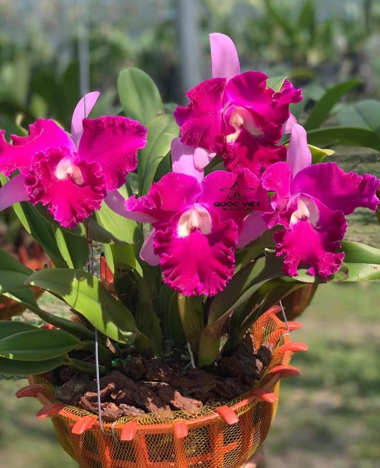 Lan Cattleya Sangod Delight 