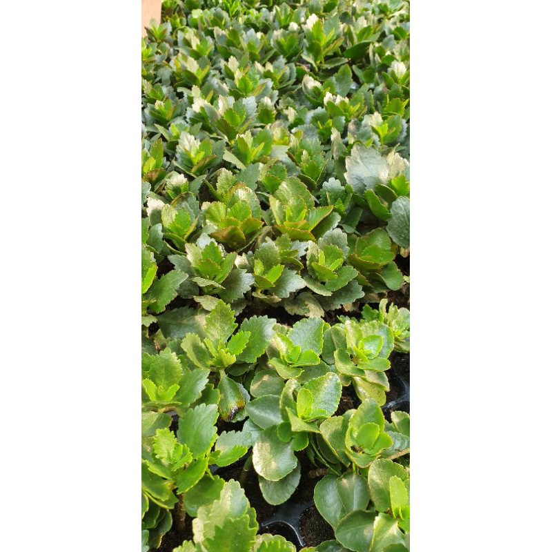 Cây con giống sống đời kép màu đỏ