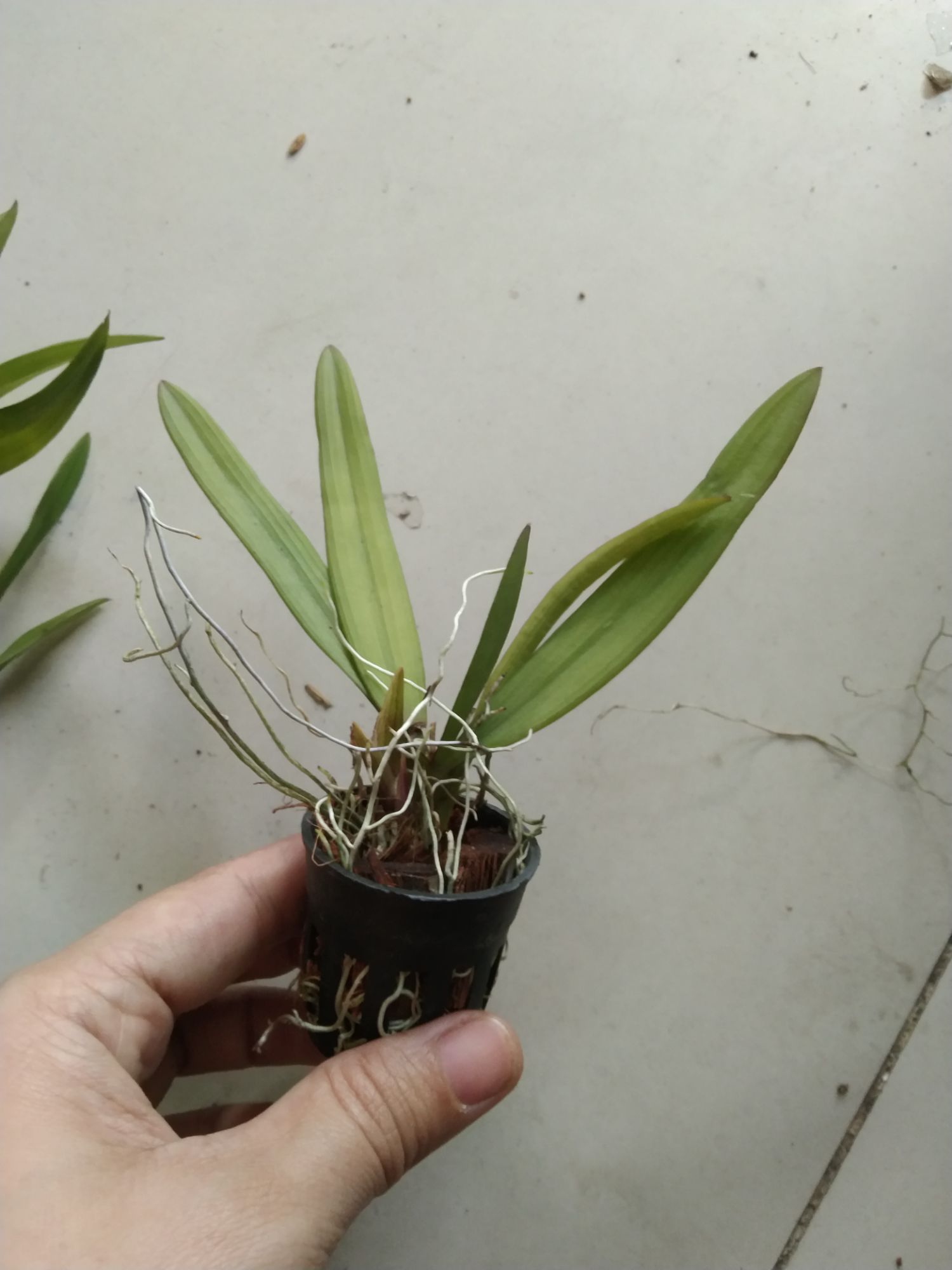 Vũ nữ Peru trưởng thành sắp hoa