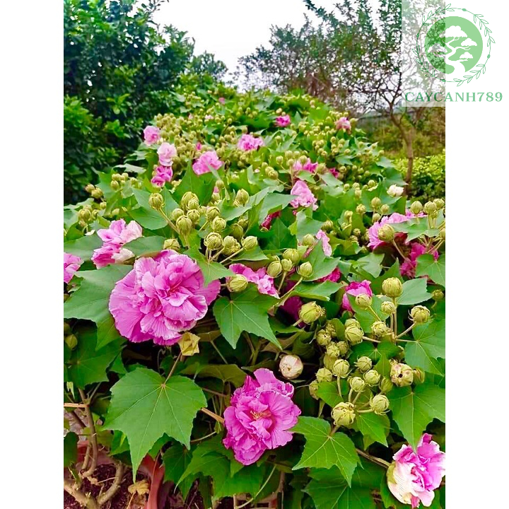 Cây hoa phù dung đổi màu đang hoa cao 70cm (ảnh thật)