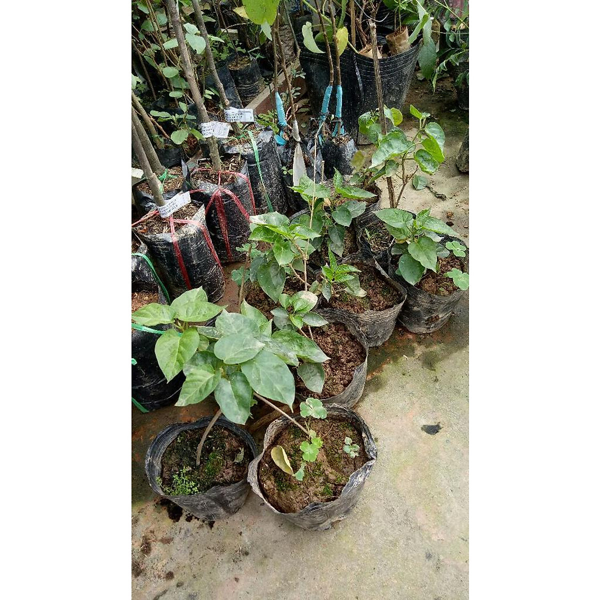 combo 2 cây thiên lý giống
