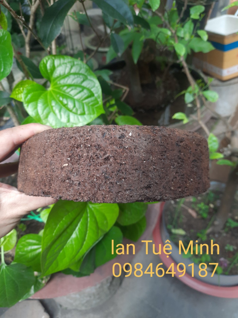 Chậu dớn trồng lan (dớn đĩa) giữ ẩm cho lan
