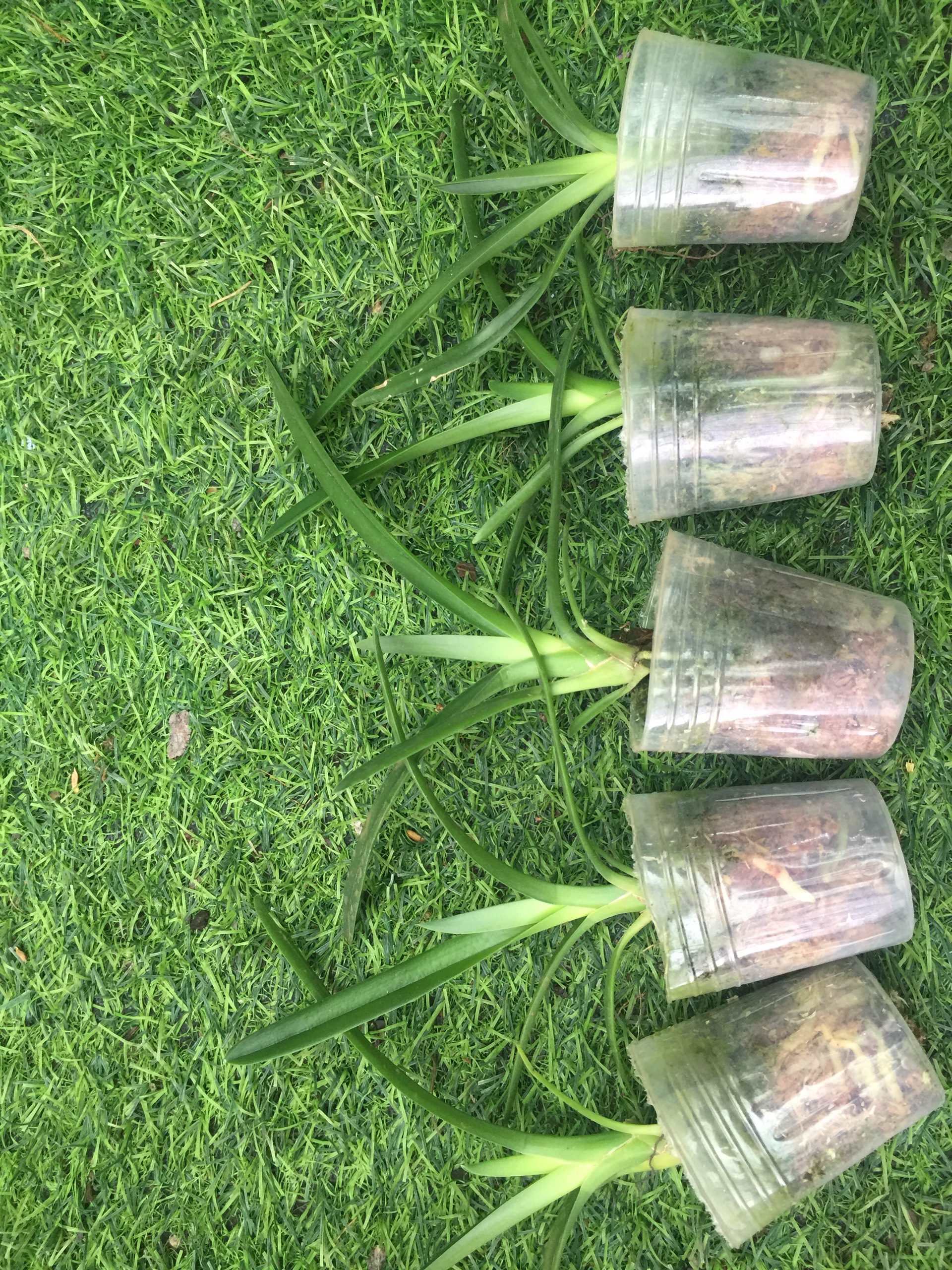 Kiếm vàng thái lá trơn