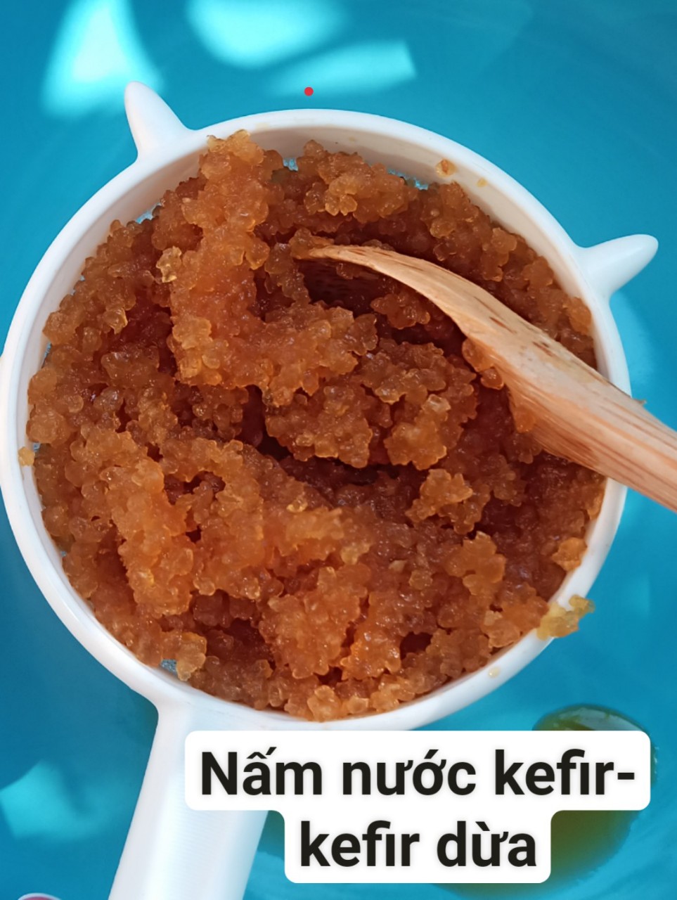 Nấm nước kefir (water kefir) 20g - Nấm to