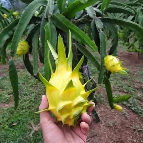 Cây Giống Thăng Long Vỏ Vàng