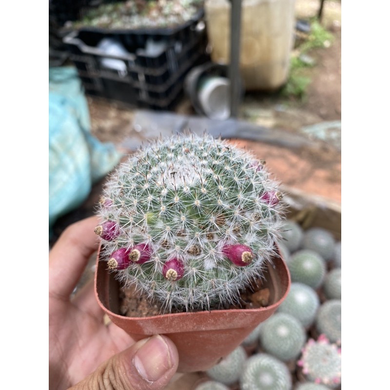 xương rồng bánh sinh nhật (size trung)
