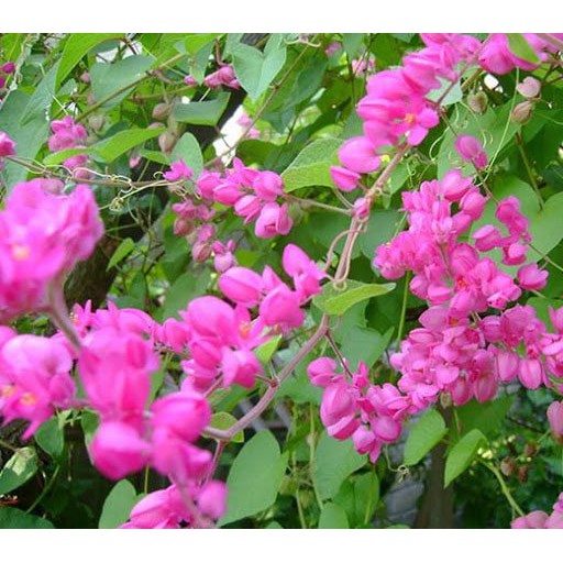 Cây Hoa Tigon Cao Gần 1M