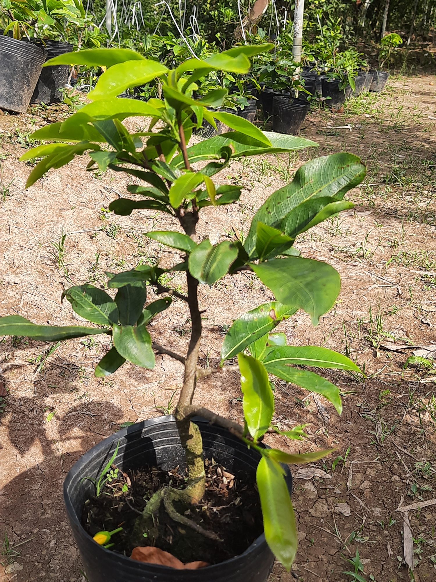 mai giảo thủ đức