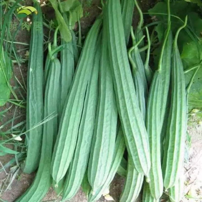 Hạt giống mướp khía thái lan-gói 10 hạt