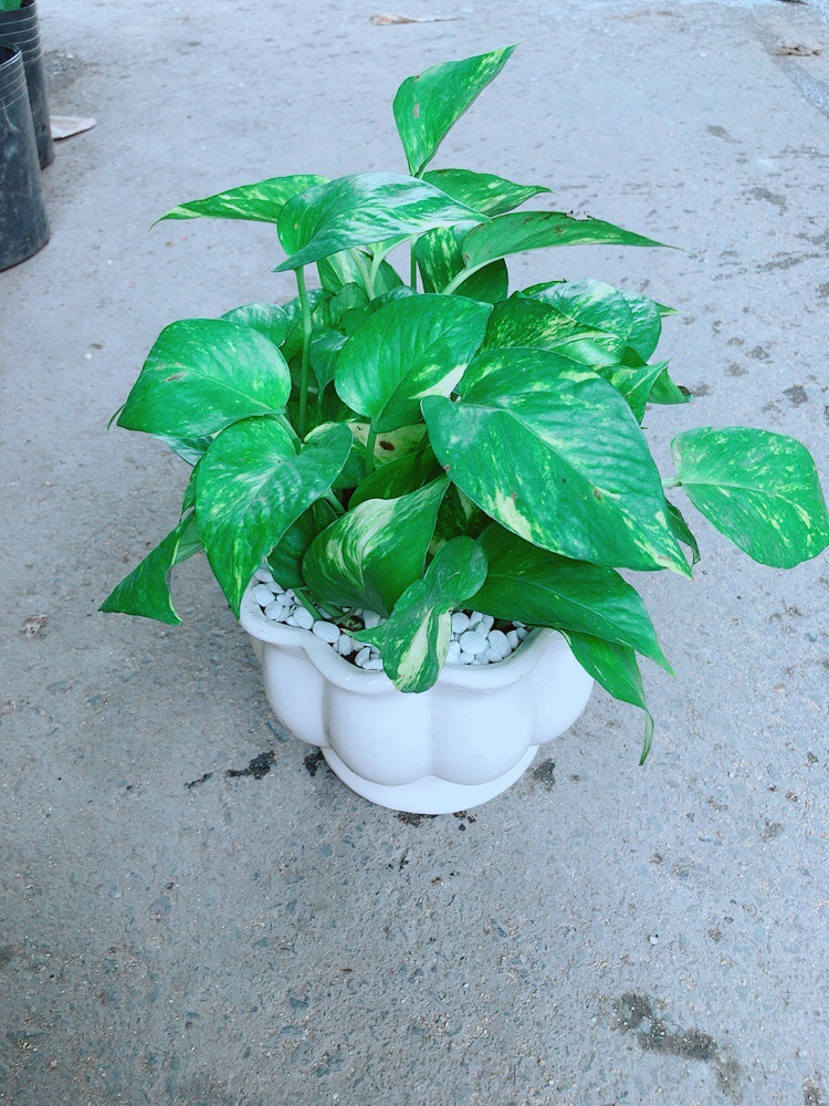 Chậu Trầu Bà Size Đại