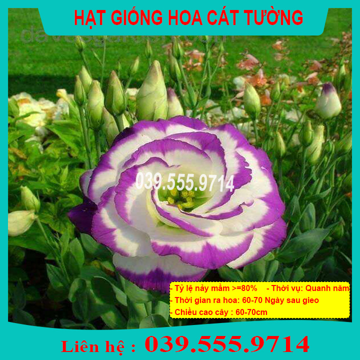 Hạt Giống Hoa Cát Tường
