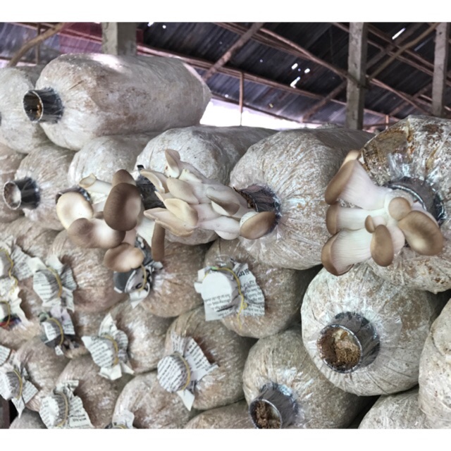 Combo 5 phôi nấm bào ngư từ trại giống (1.1~1.2kg/phôi)