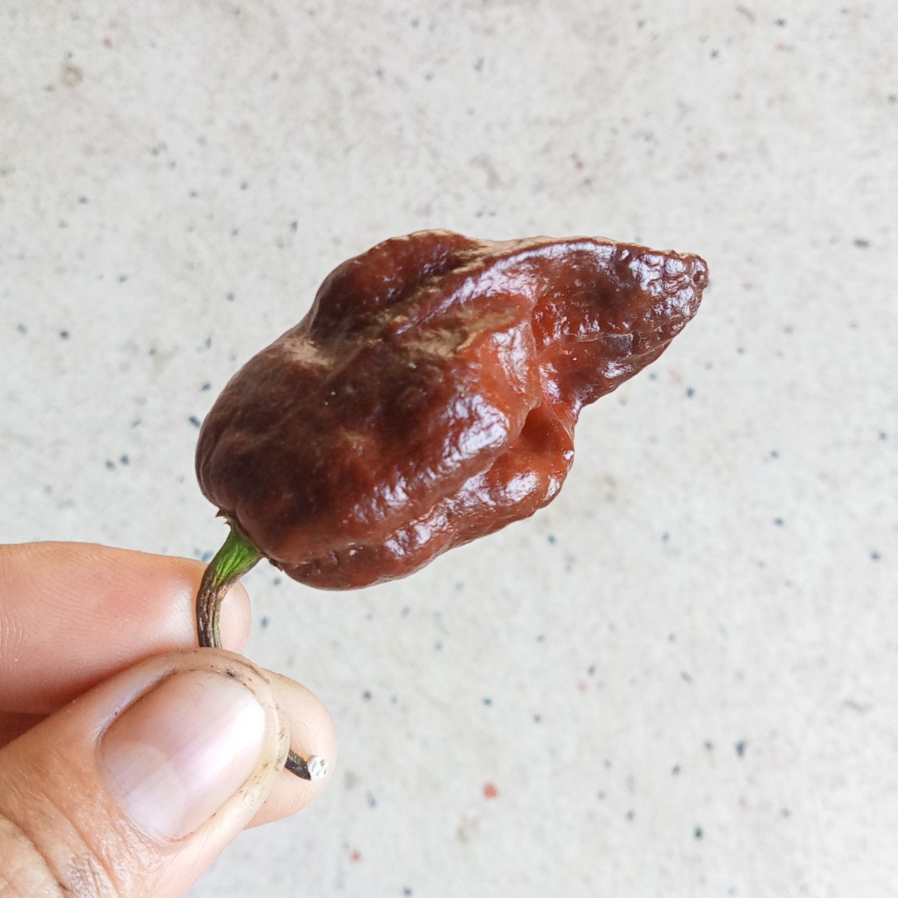 3 Hạt Ớt Secret Potion Chocolate