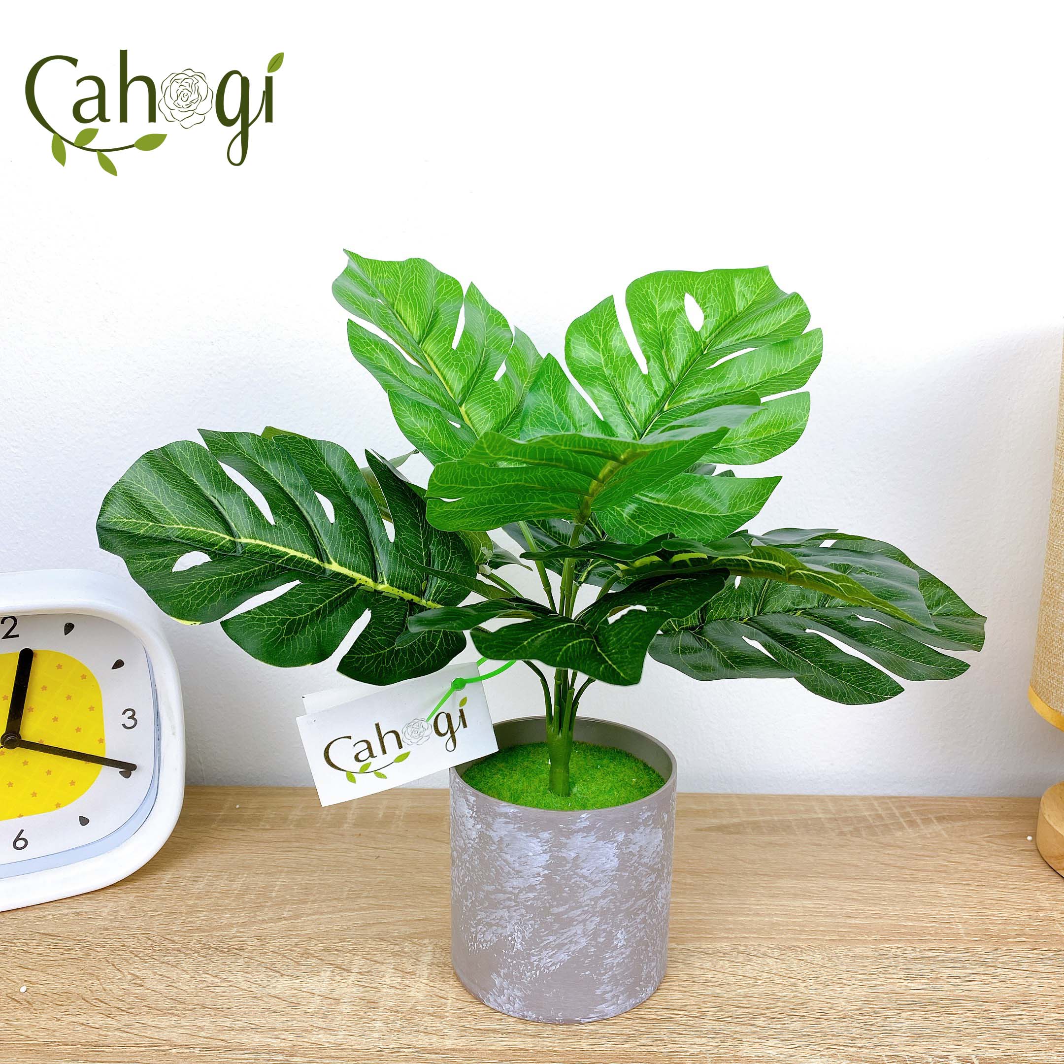 Cây Giả Cây Lá Rùa 30cm