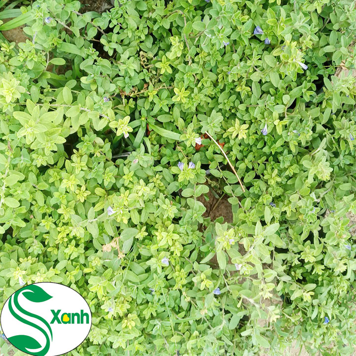 Chậu Cây Giống Hoa Thanh Tú