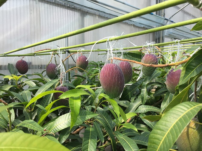 Cây giống Xoài Đỏ Nhật Bản. [ CÂY GIỐNG CAO 1M ĐẸP ]