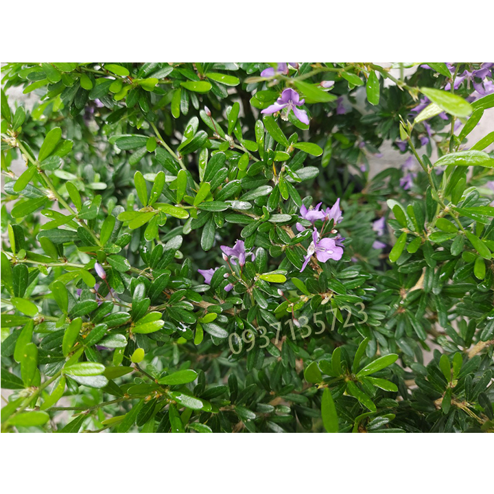 [HCM]CÂY LINH SAM 86 CAO TỪ 10-15 CM