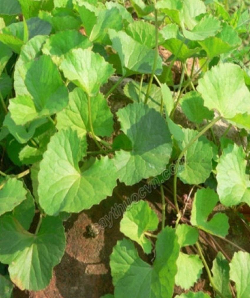 Rau má lá nhỏ