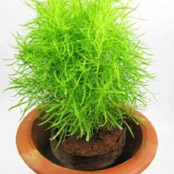 Hạt Giống cỏ đổi màu nhật bản /gói 50 hạt