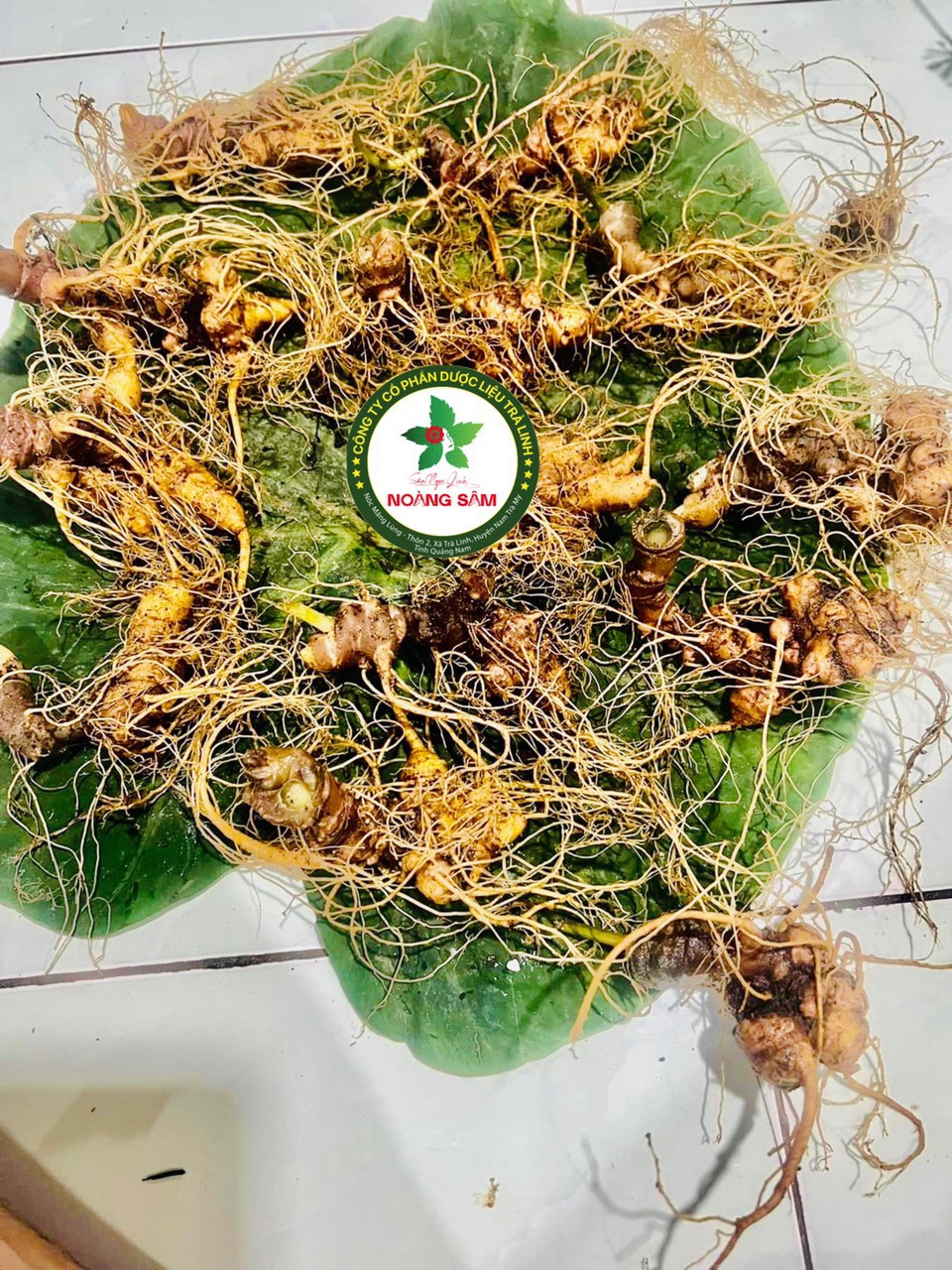 Sâm Ngọc Linh ngâm mật ong Rừng_COMBO