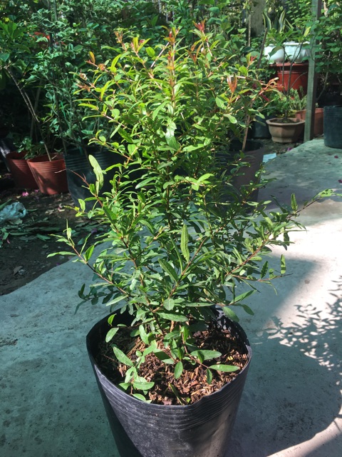 Cây lựu đỏ Mỹ 6 tháng cho trái