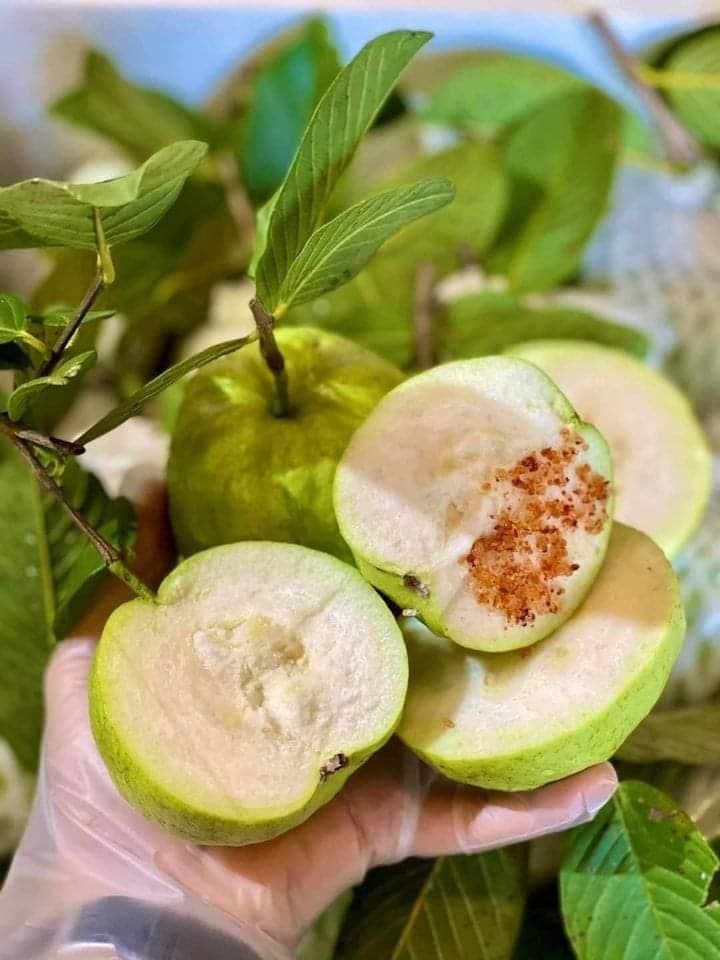 Cây ổi nữ hoàng, không hạt - chuẩn F1