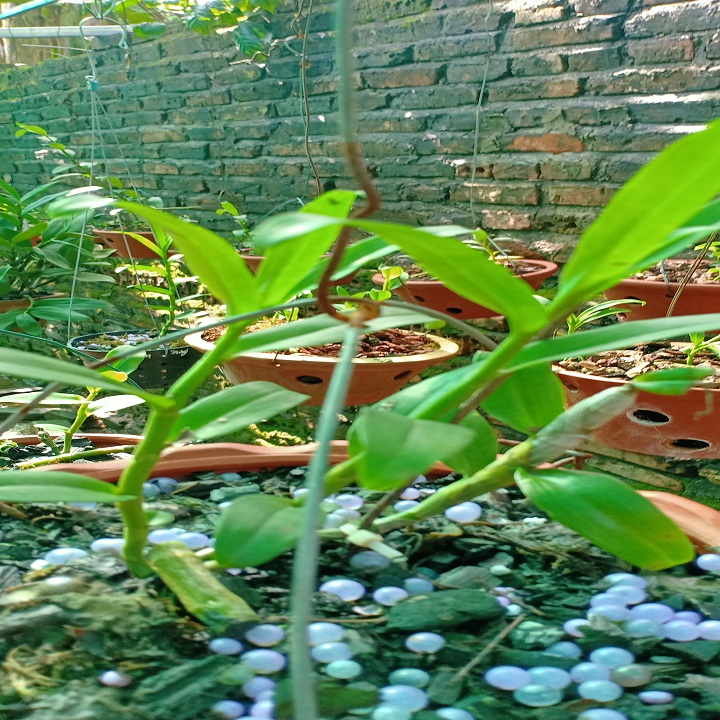Hoa lan phi điệp - 5ct tiên sa( cao 20cm,rễ khỏe)