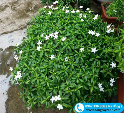 COMBO 3 BẦU CÂY GIỐNG MAI VẠN PHÚC( CÂY MAI TIỂU THƯ)