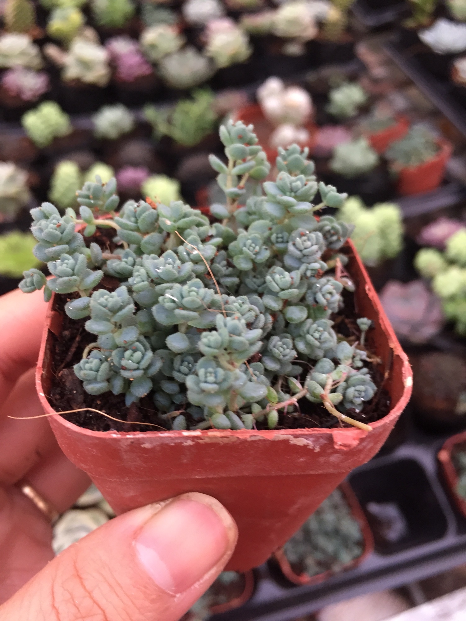 Sen Đá Sedum Hoa Hồng Xanh size bầu