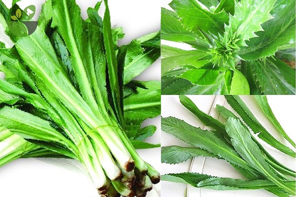 Túi 5 Gram Hạt Giống rau Mùi tàu (Ngò gai)