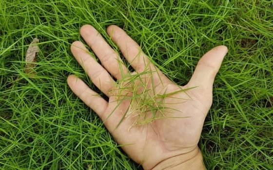 MJ10C GÓI 100 HẠT GIỐNG CỎ NHUNG NHẬT