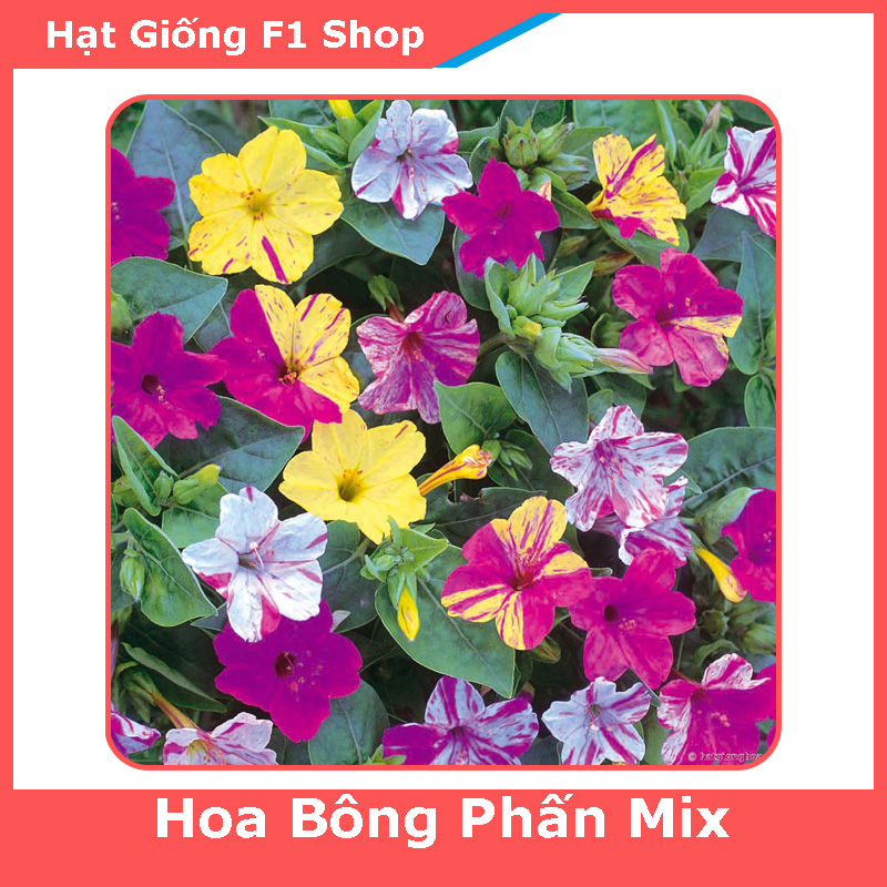 Hạt Giống Hoa Bông Phấn Mix Dễ Trồng (10H) (200.F1)