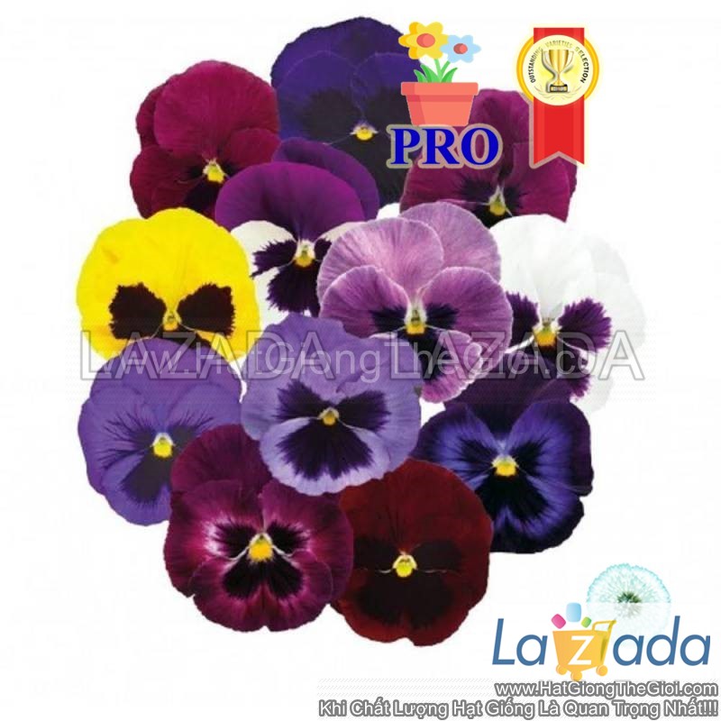 100.hạt hạt giống hoa pansy inspire deluxxe đại mix