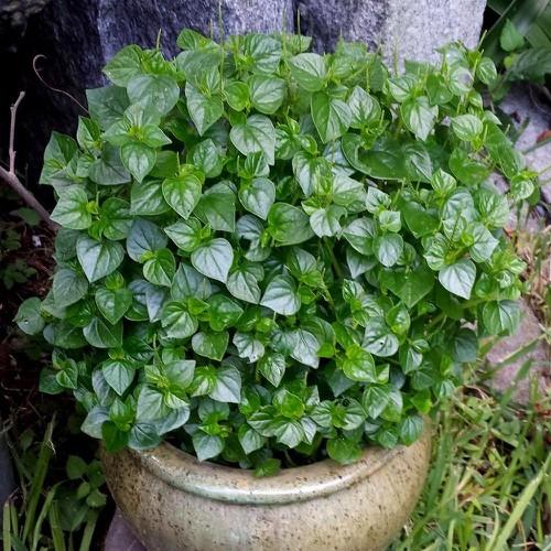 Combo 3 gói hạt giống rau càng cua - Tặng gói phân bón