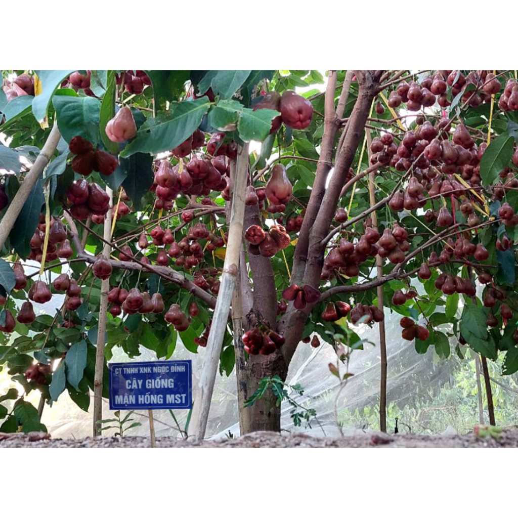 Cây giống mận MST siêu sớm