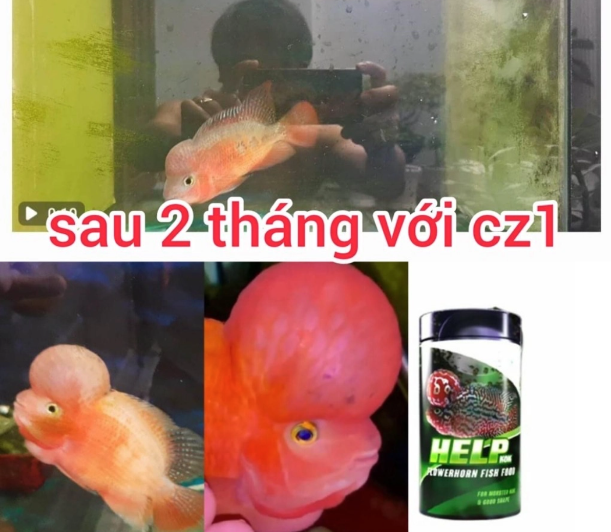 THỨC ĂN LÊN ĐẦU CHO CÁ LA HÁN - CZ1 HELP KOK 100g Thái Lan