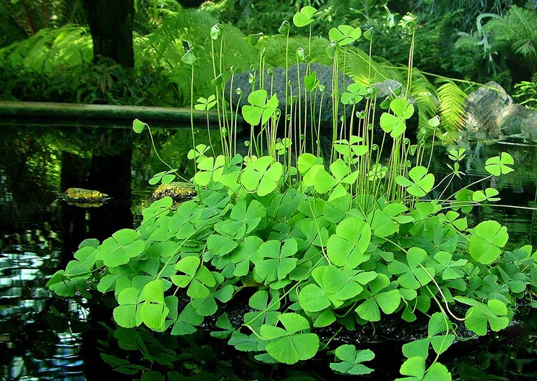 rau bợ phơi khô 1 ký
