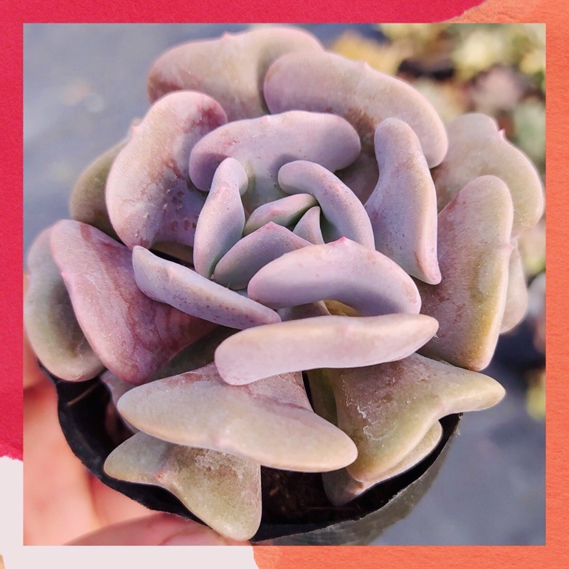 SEN ĐÁ CÚC TÍM  ĐÀ LẠT  HƯ 1 ĐỔI 1  SIÊU CUTE
