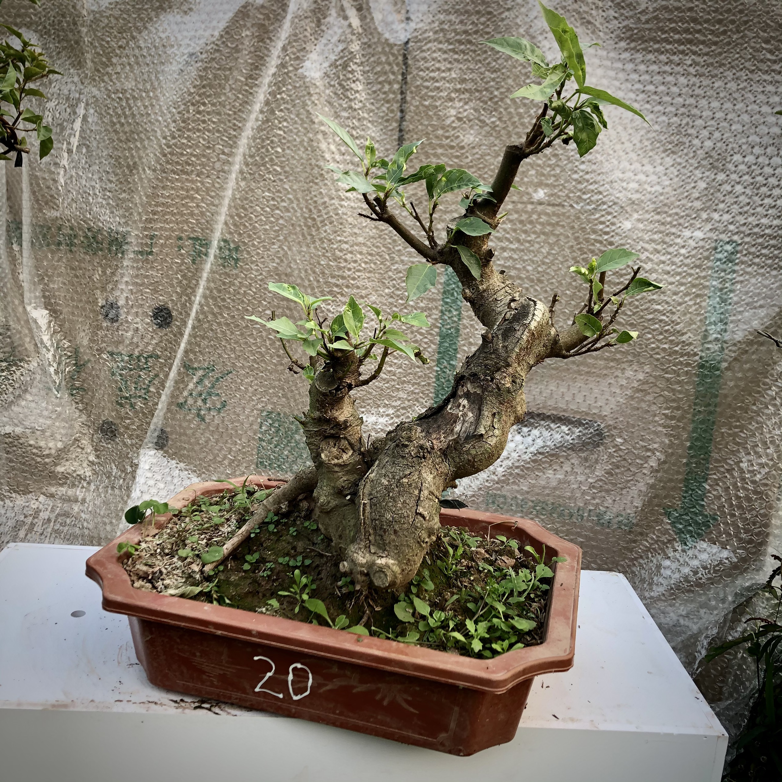 Cây sung bonsai (1-25) ảnh thật đã đánh số tùy chọn