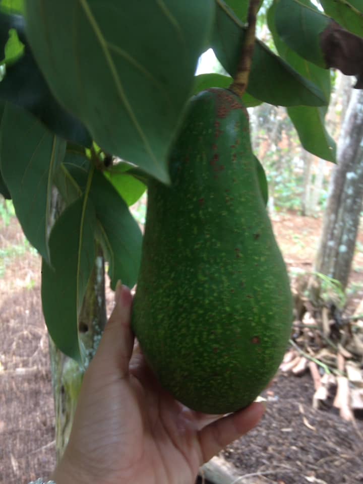 Cây giống bơ sáp da xanh
