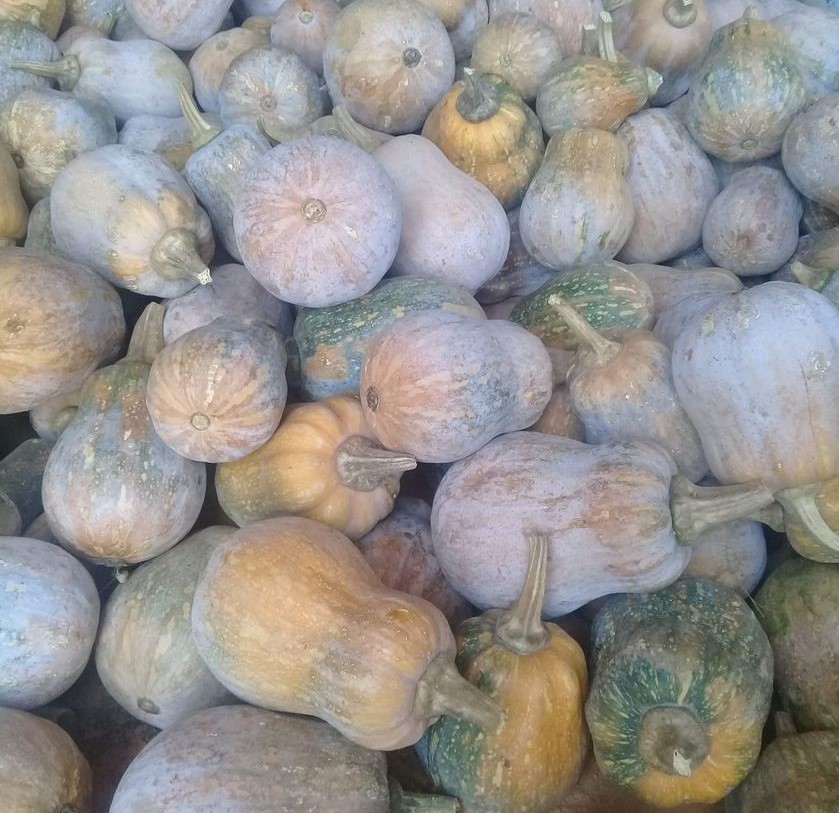 Bí đỏ hồ lô Đà Lạt, 1kg