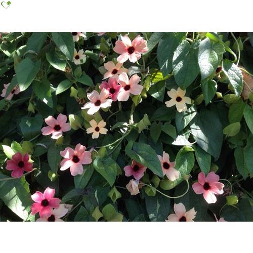 Bộ bơm thay thế bình Dudaco 1 - 2 Lít