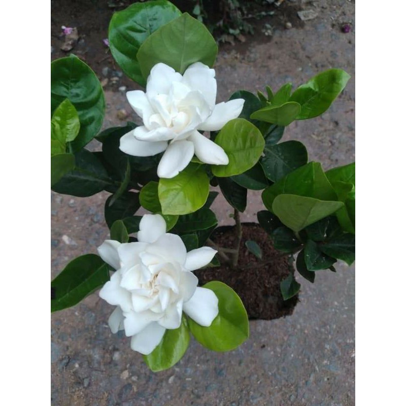 Bạch thiên hương (hoa thơm ngọt ngào )