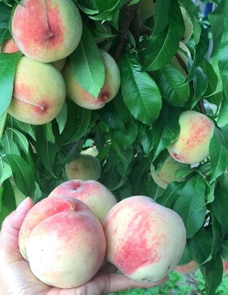 Xả 3 cây giống đào tiên không lợi nhuận, giống cây nhiều quả, đào tôn ngộ không